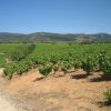 Weinberge im Bierzo